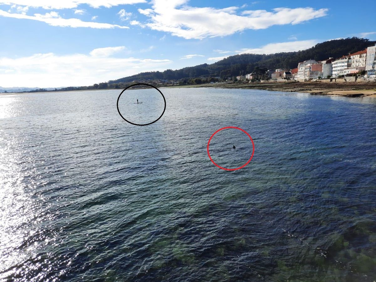 Con el círculo rojo, uno de los delfines atrapados. En el negro, una de las personas que se ocupan de vigilarlos de cerca.