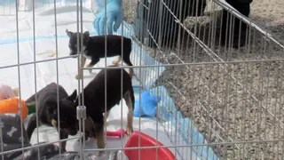 Mutila a cuatro cachorros de perro en Lorca y los regala por WhatsApp