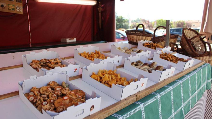 Camagrocs, rovellons, ceps i rossinyols enceten el Mercat del Bolet de Cal Rosal