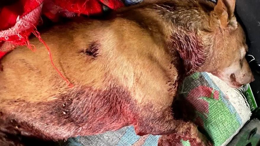 Arrojan a un contenedor de Mondariz a un perro moribundo con la femoral diseccionada