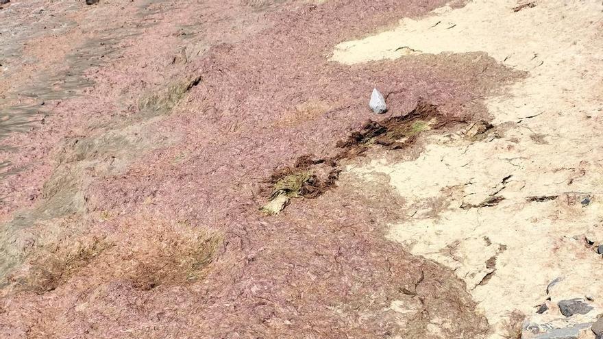 Alga inusual detectada en la playa de Tarajalejo en Fuerteventura: Ayuntamiento desaconseja el baño