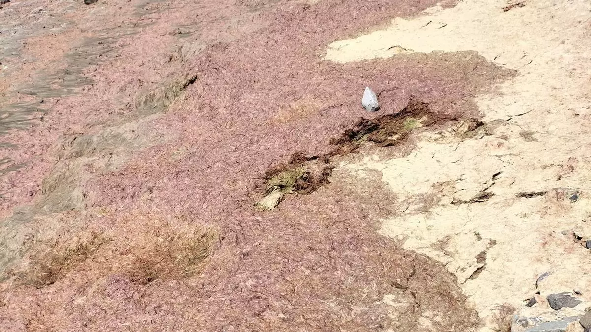 Alga inusual detectada en la playa de Tarajalejo en Fuerteventura: Ayuntamiento desaconseja el baño