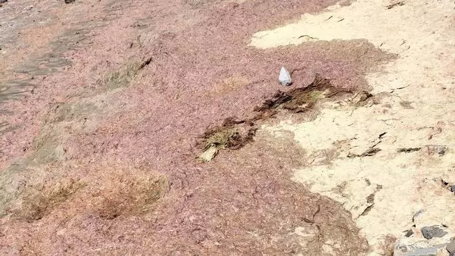 Algas en Fuerteventura