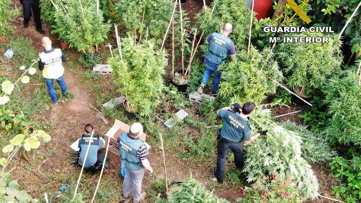 Plantación de marihuana