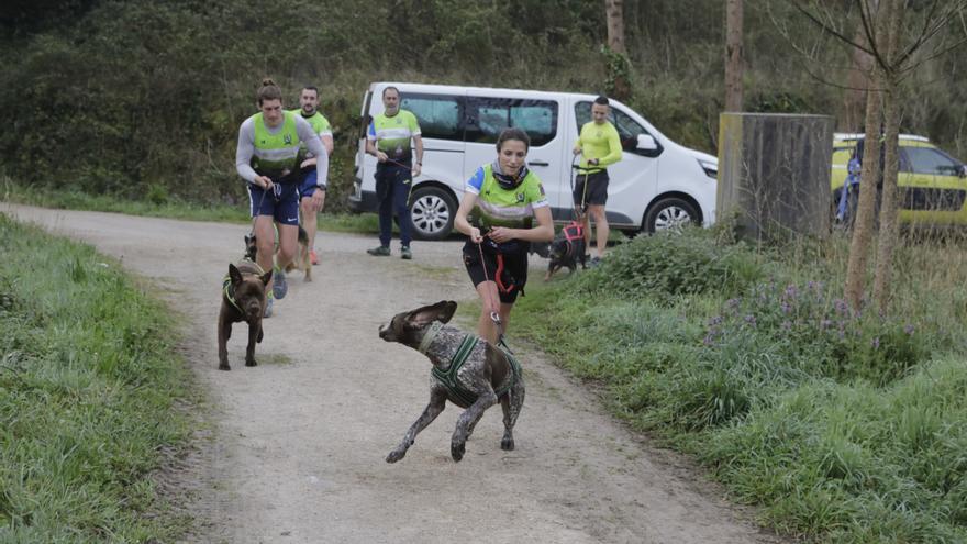 El Celtastur de Llanera, ante su gran cita: cuatro atletas del club y sus perros preparan el Mundial de mushing de Plédran (Francia)