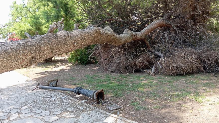 Uno de los pinos de gran porte del parque de Doña Sinforosa se viene abajo