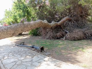 Uno de los pinos de gran porte del parque de Doña Sinforosa se viene abajo