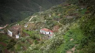 Bejía en La Laguna: cuidar la raíz