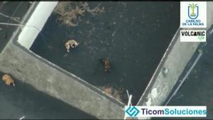 Un dron alimenta animals atrapats per la lava del volcà de La Palma