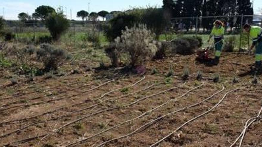 Una de les parcel·les d&#039;horts urbans al carrer Closa Rasa.