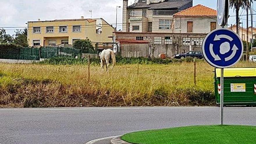 Caballo atado junto a la rotonda en Nós.