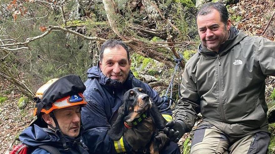 La nueva vida de Mora: los bomberos rescatan en Ibias a este perro después de estar varios días sin localizar