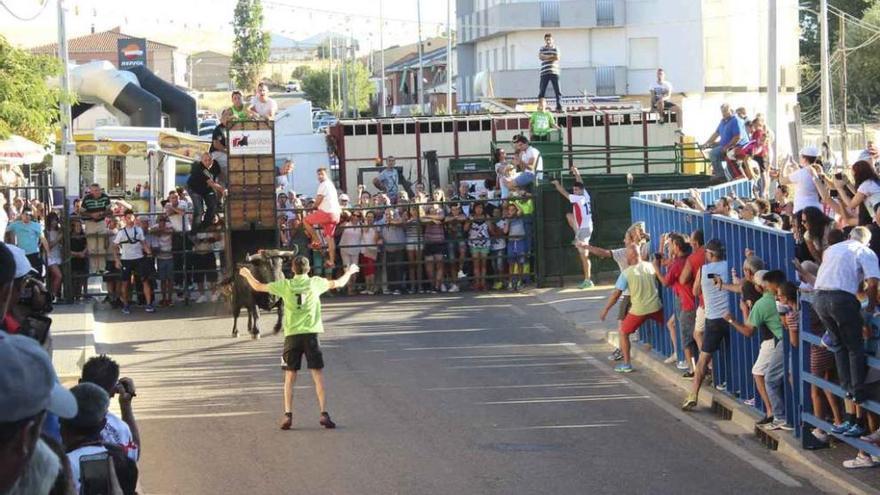 Un recortador ante un novillo en el toro del cajón.