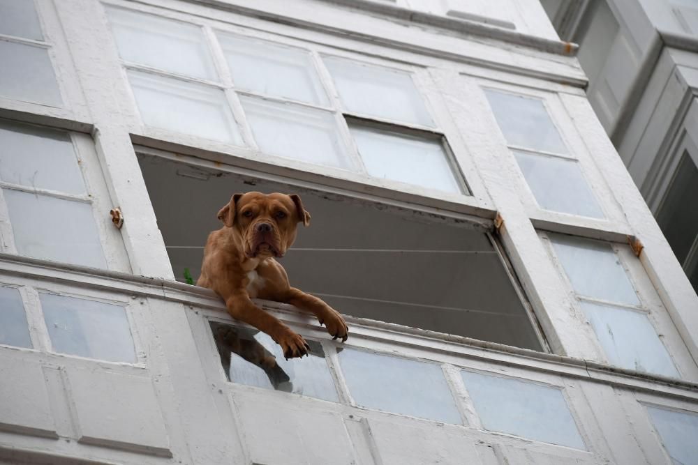 Los Bomberos de A Coruña rescatan a un perro