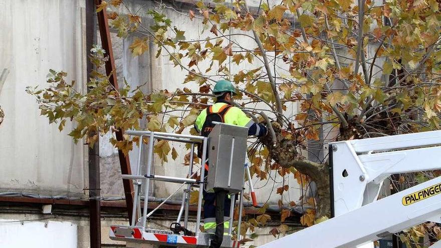 Talas y podas de árboles, medidas para evitar riesgos en parques y zonas  verdes - Faro de Vigo