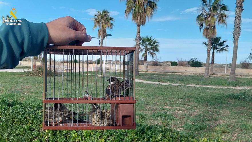 Investigan a un hombre por cazar aves ilegalmente en Daimús