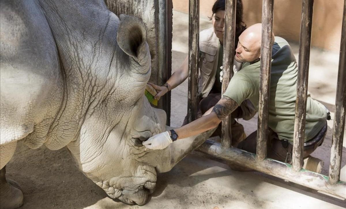 Instalación de los rinocerontes en el Zoo de Barcelona.