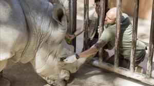 Instalación de los rinocerontes en el Zoo de Barcelona.