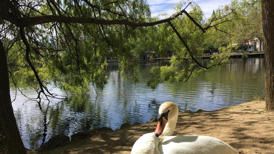 'Baby boom' de cignes al llac de Puigcerdà