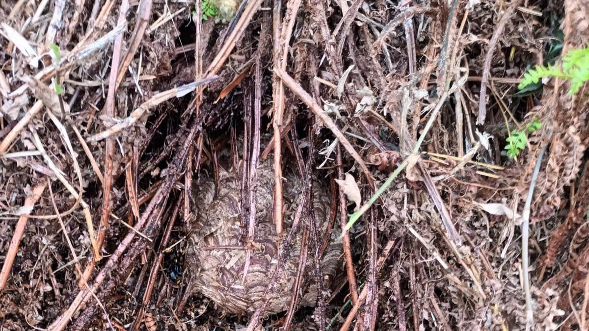 El nido de velutina que apareció enterrado en una finca en la zona de Rialdarca en Moaña.