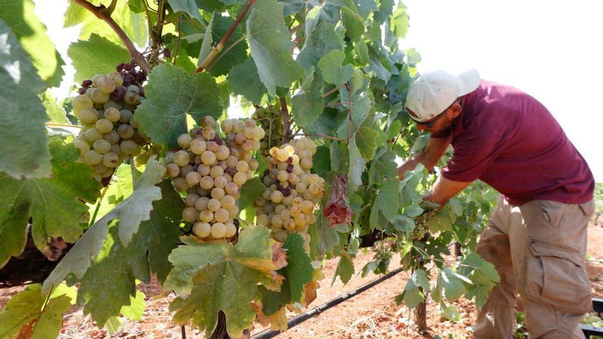 Recogida de uva en Can Rich. | J.A.RIERA