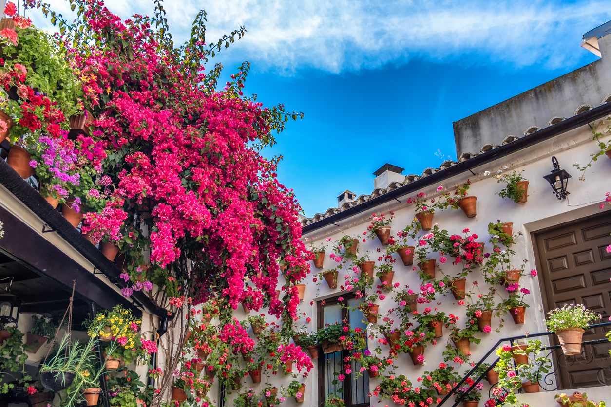 La primavera llega a las calles de España con flores de mil colores