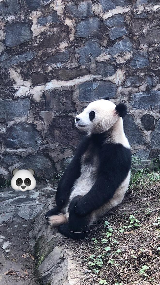 La foto del panda de David Beckham