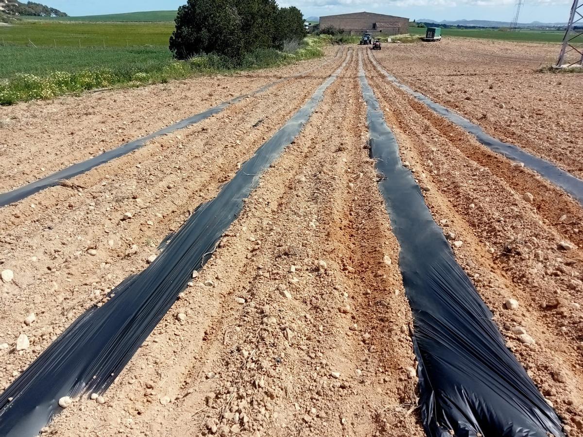 Una veintena de fincas sustituyen 170 kilómetros de plástico de acolchado convencional por otro biodegradable