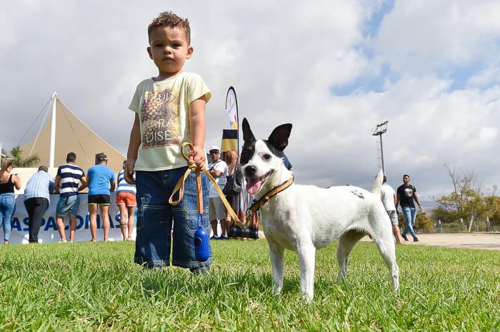 II Feria de mascotas, en Maspalomas