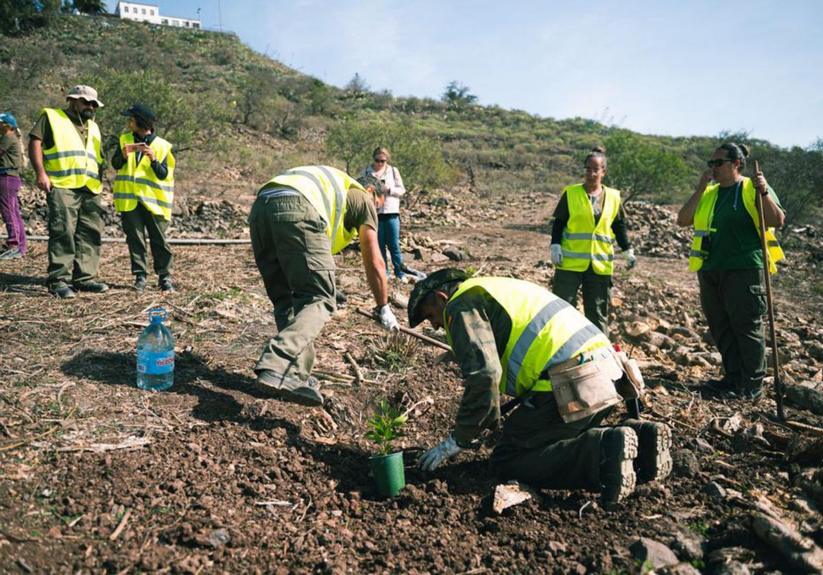 La ladera de San Roque sustituye las especies invasoras por las autóctonas