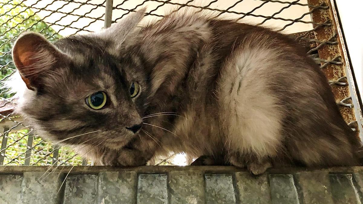 Un gato que ha estado en una clínica varios días