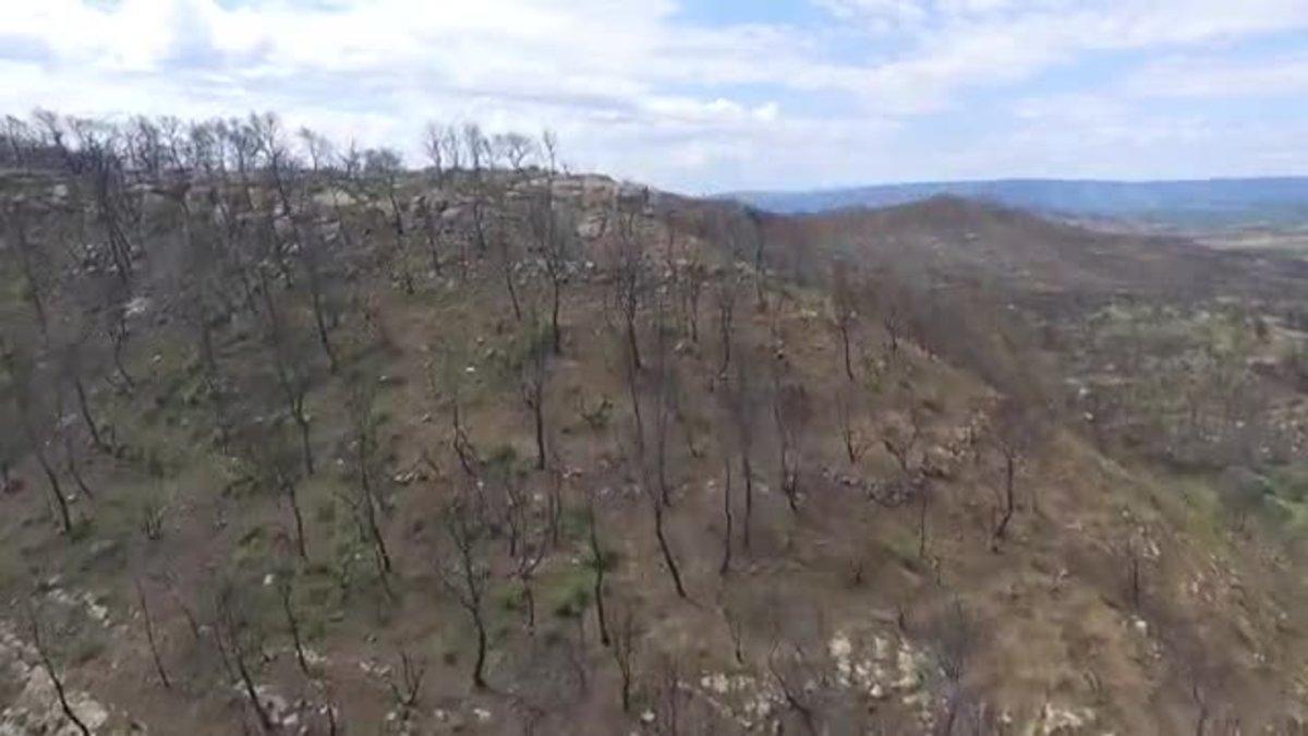 La reforestación de la Ribera d'Ebre un año después del incendio