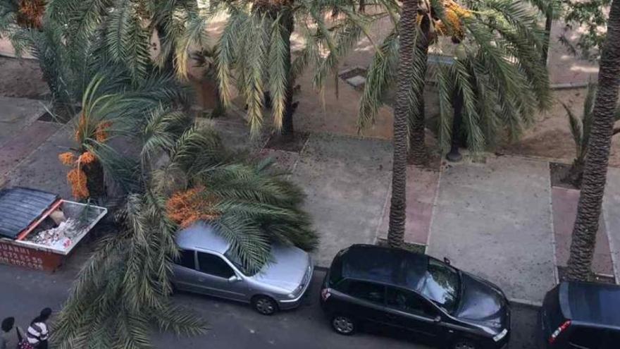 La palmera que se ha desplomado esta tarde a causa del viento en Altabix