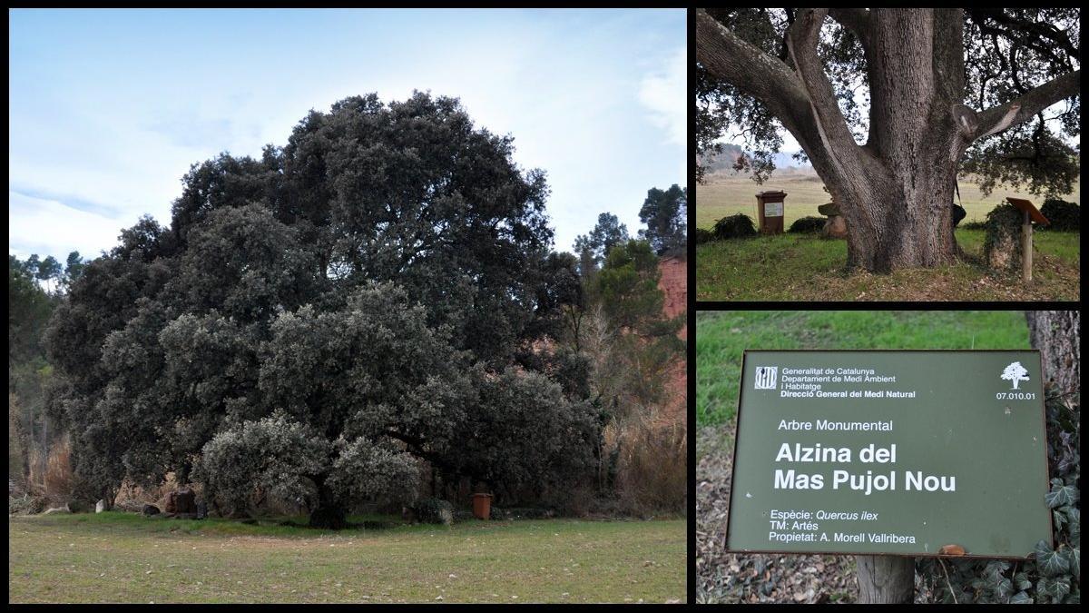 encina-alzina-mas-pujol-artes