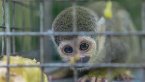 Prohibició general de mascotes exòtiques a Espanya: així és el decret que tramita el Govern espanyol