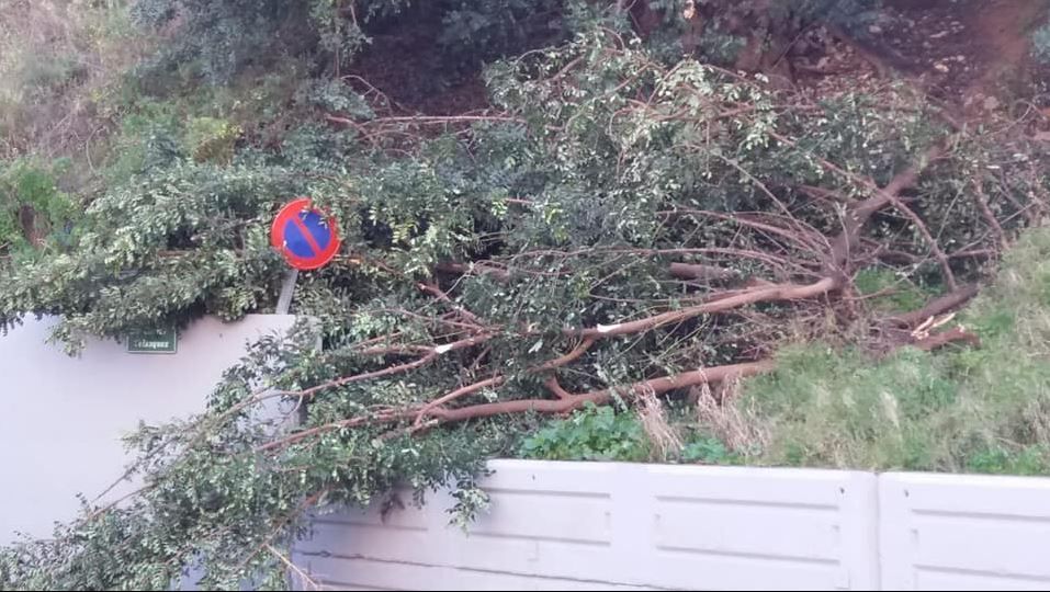 El viento provoca la caída de una decena de árboles en Riba-roja de Túria