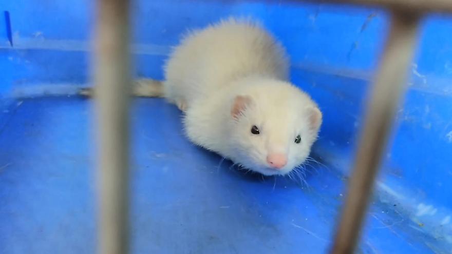 El hurón albino aparecido en Vigo // FARO