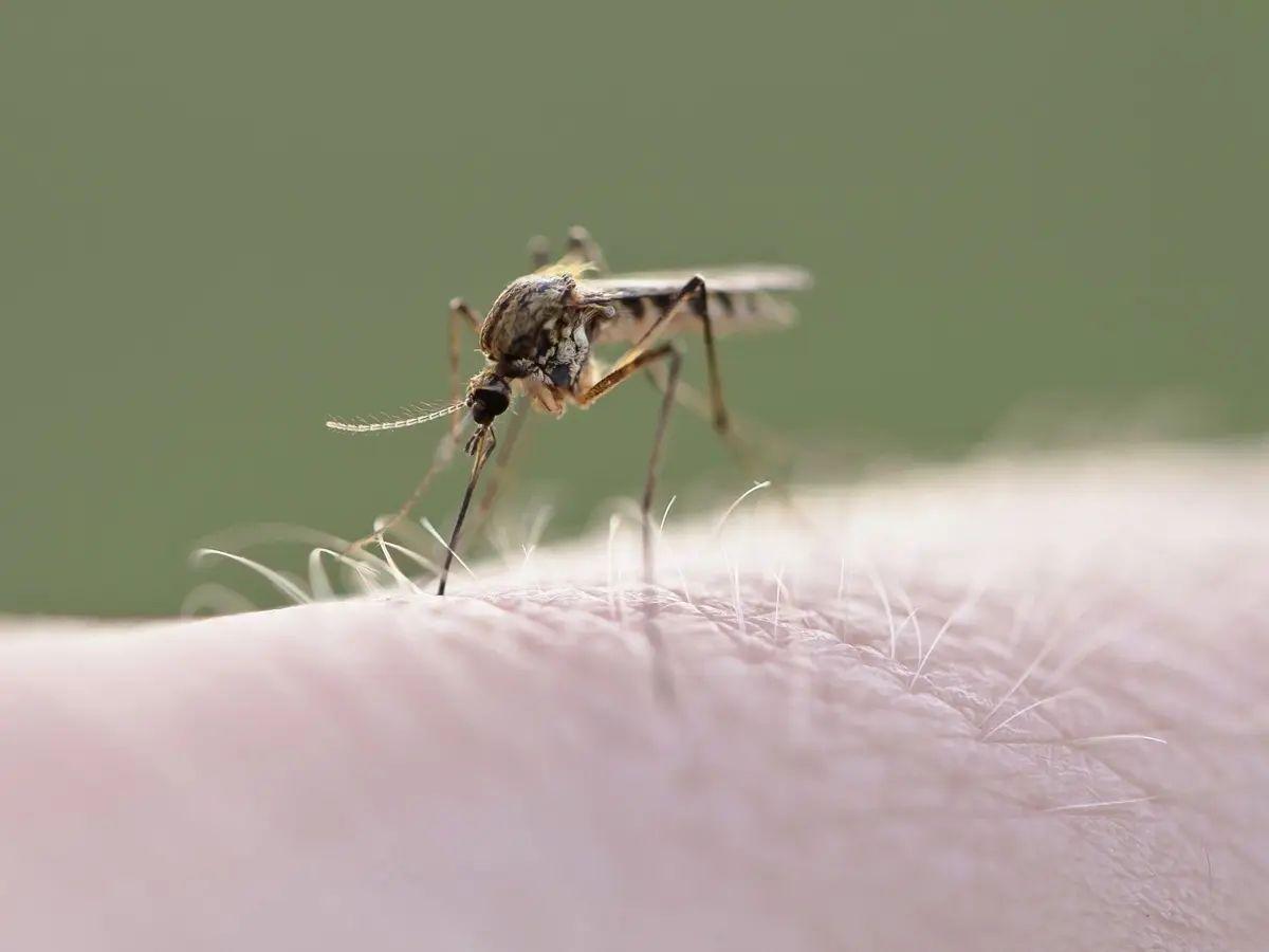 Los mosquitos transmiten peligrosas enfermedades