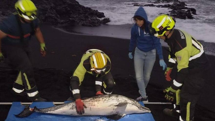 Hallan un delfín sin vida en una playa de Lanzarote