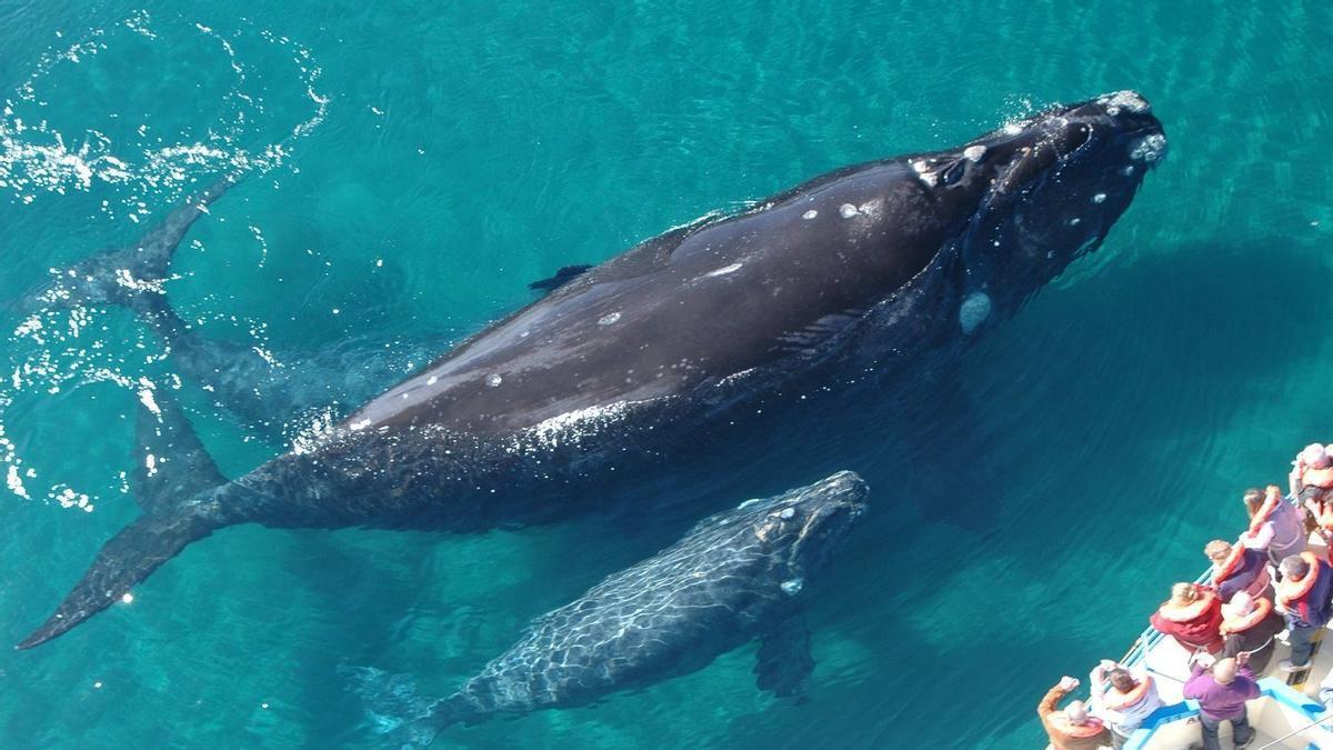 BALLENAS GRISES MUEREN | ¿Qué les sucede a las ballenas grises? Una mortalidad sin precedentes alarma a los científicos