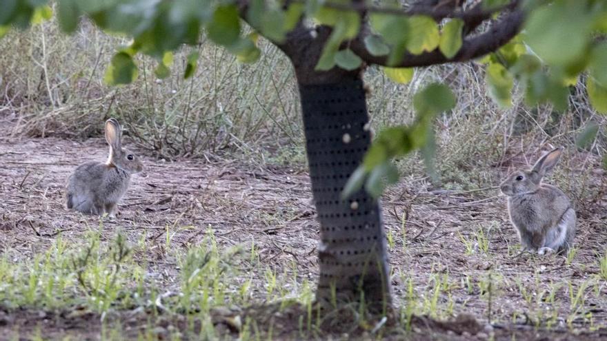 La sobrepoblación de conejos se extiende a Llombai y Beneixida