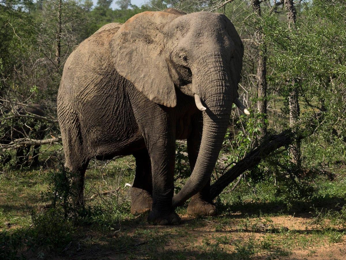 Elefante en el Parque Kruger