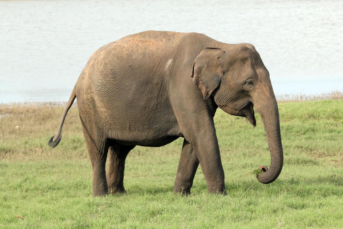 La gestación se realizará en un elefante asiático
