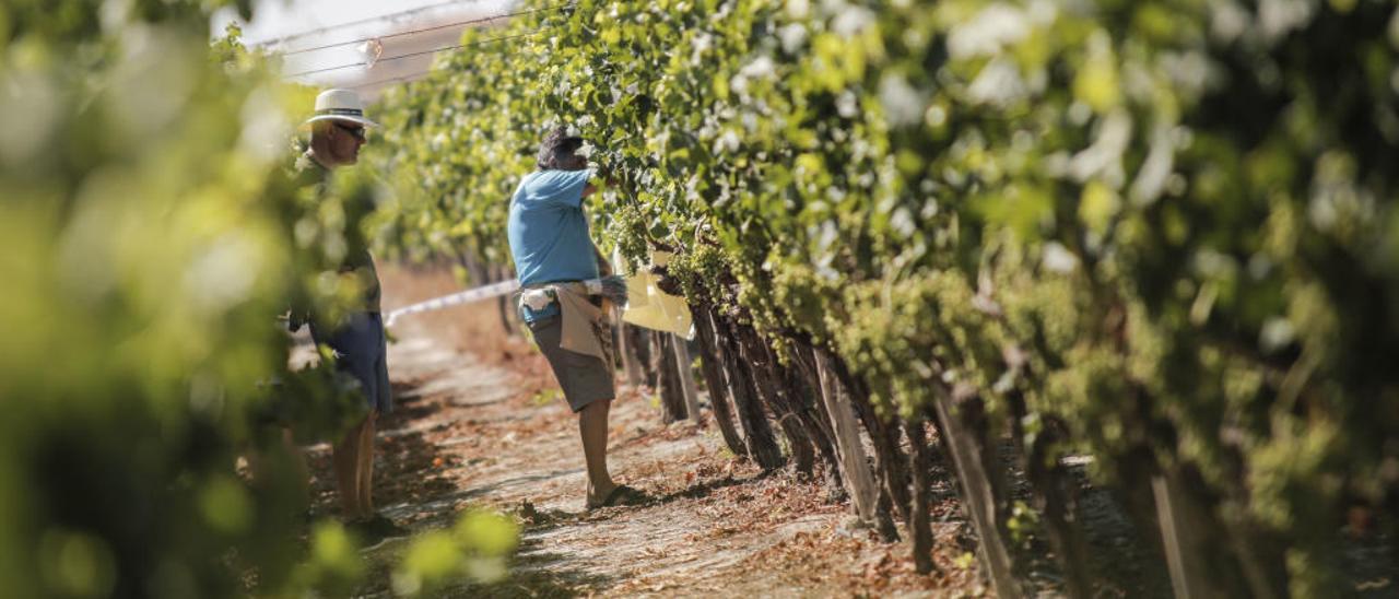 Un agricultor supervisa una explotación de uva de mesa en Novelda, una de las poblaciones afectadas por el bloqueo que sufre el trasvase.