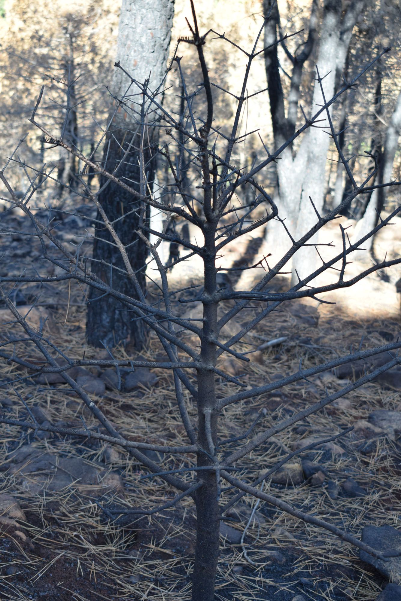 Pinsapos afectados por el incendio de Sierra Bermeja