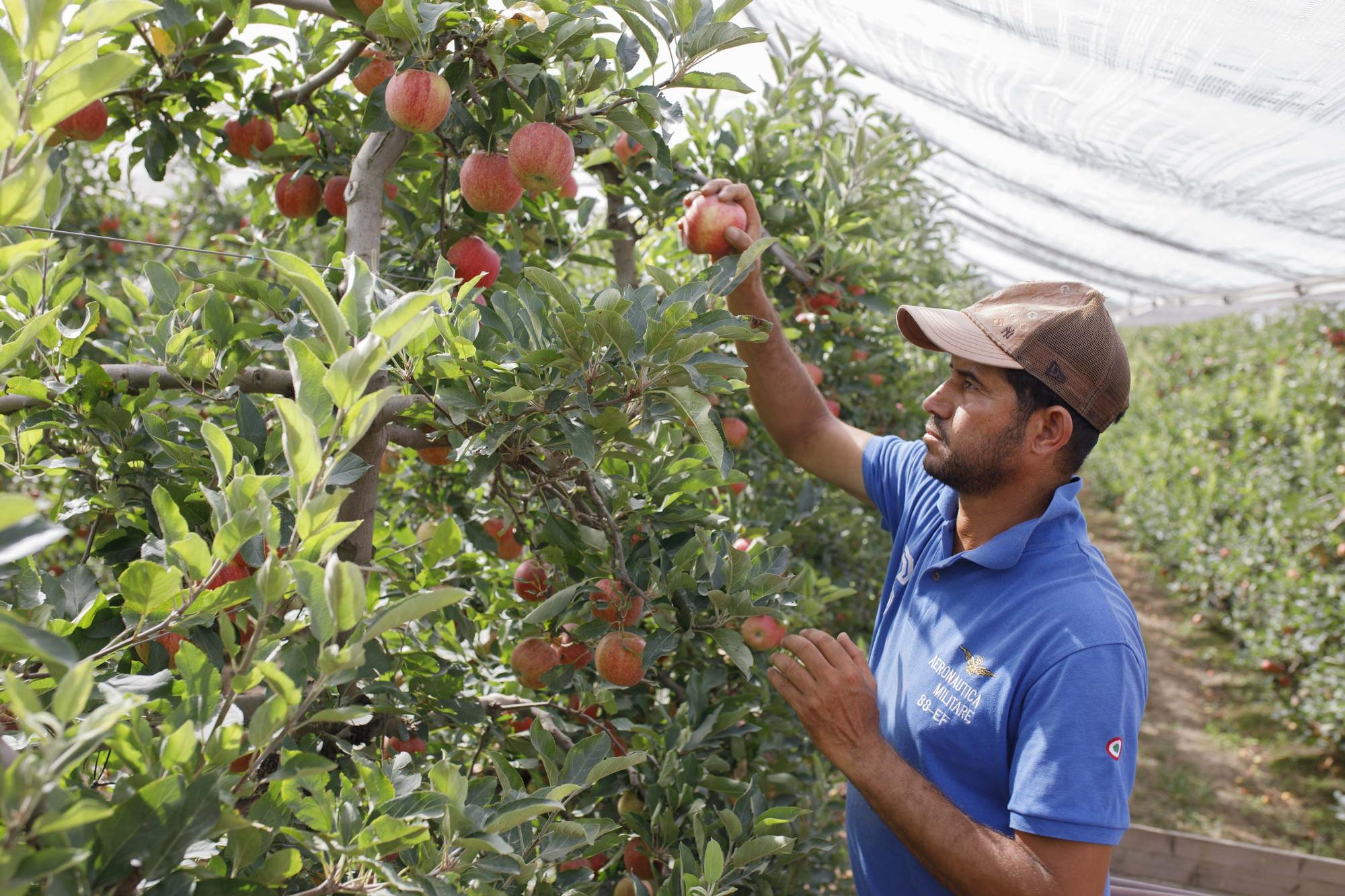 Poma de Girona preveu mantenir una producció alta tot i la sequera