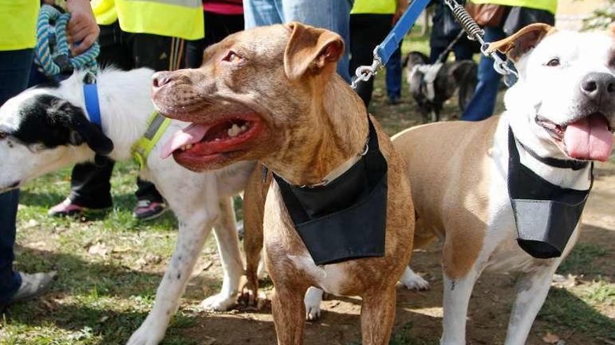 Varios perros en una actividad organizada por Scooby.