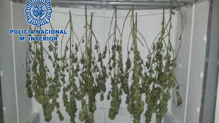 Plantas de marihuana incautada por los agentes de la Policía Judicial de A Coruña.