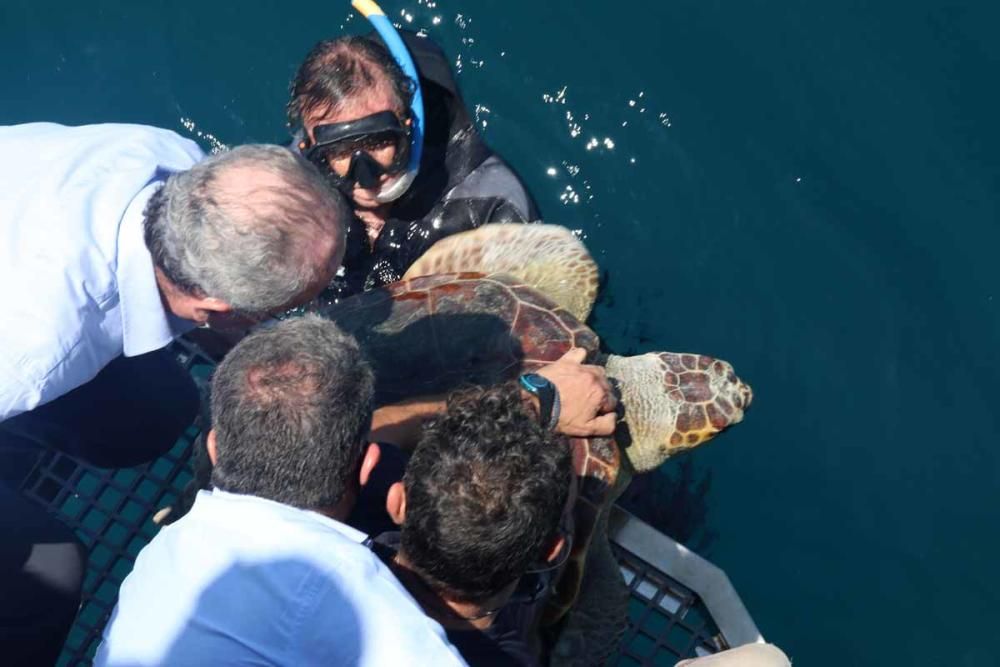 El Aula del Mar libera en el mar la tortuga 'Farolita'