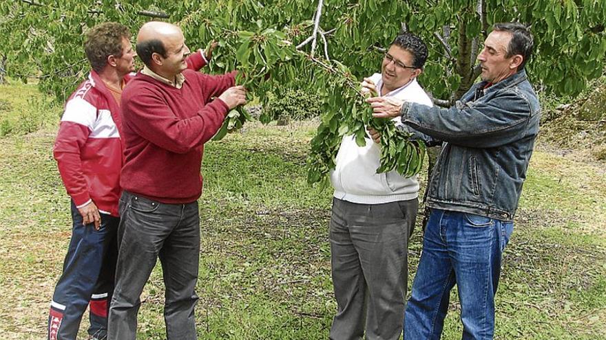 Este fin de semana arranca la cerecera en el Jerte